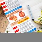 Мини-энциклопедия «Моё тело», 20 стр. - Фото 3