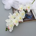 Цветы искусственные "Орхидея амабилис" 90 см, белый - фото 8569264
