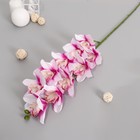Цветы искусственные "Орхидея амабилис" 90 см, бело-сиреневый - фото 320003898