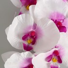 Цветы искусственные "Орхидея Галатея" 95 см, бело-фиолетовый - Фото 2