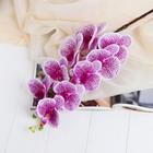 Цветы искусственные "Орхидея Тигровая" 90 см, бело-сиреневый - фото 317993290