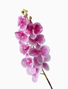 Цветы искусственные «Орхидея Тигровая», h=90 см, бело-сиреневые 2337943