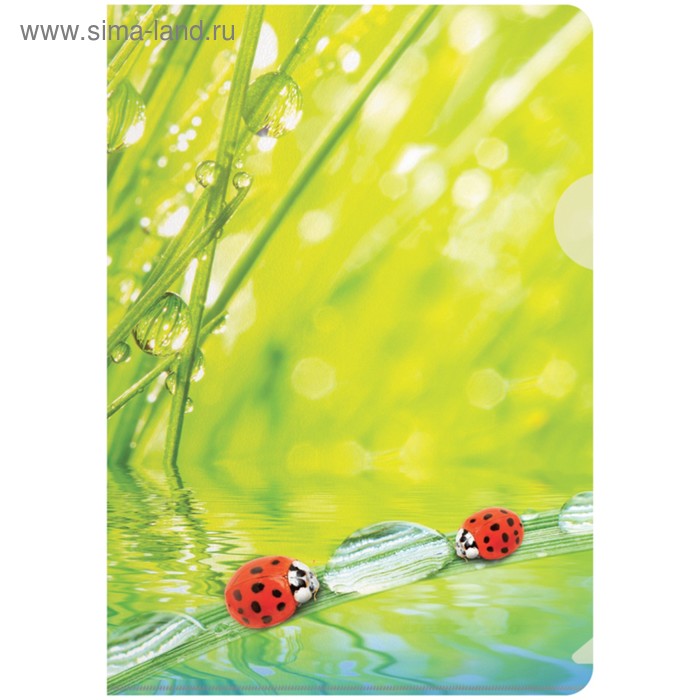 Папка-уголок А4, 180 мкм Ladybird - Фото 1