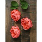 Бумага для упаковок и поделок, гофрированная, темно-зелёная, зеленая, однотонная, двусторонняя, рулон 1 шт., 50 см х 2,5 м - Фото 5