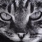 Полотенце махровое Этель ЧБ «Котик», пестроткань, 70х130 см - Фото 2