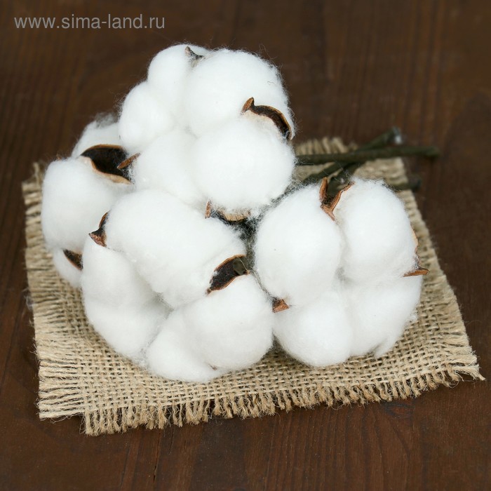 Декор сухоцвет «Хлопок», h=8 см, d=5 см - Фото 1