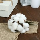 Декор сухоцвет «Хлопок», h=8 см, d=5 см - Фото 2