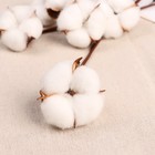 Декор сухоцвет «Хлопок», h=30 см, d=5 см, белый - Фото 2