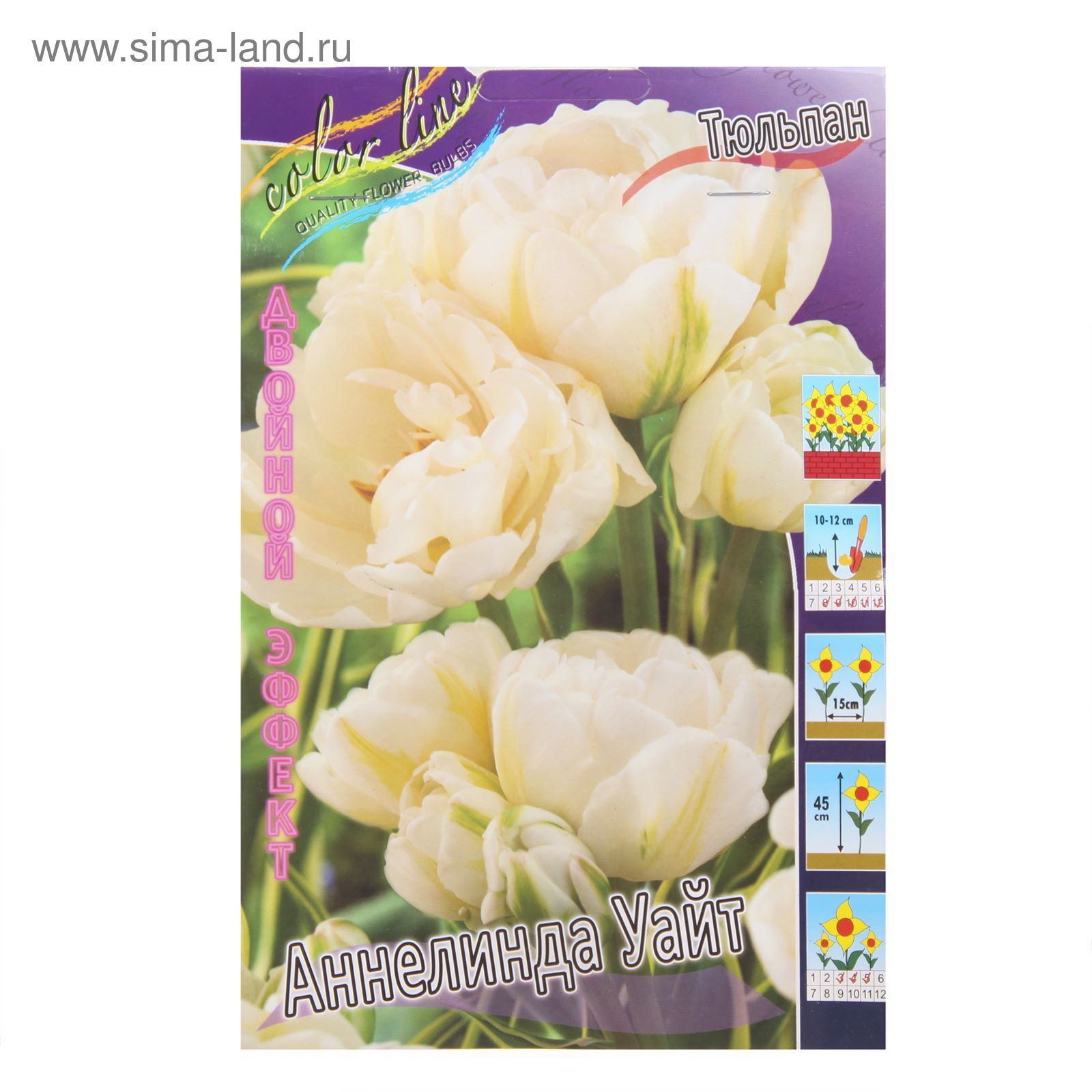 Аннелинда тюльпан фото Аннелинда тюльпан фото