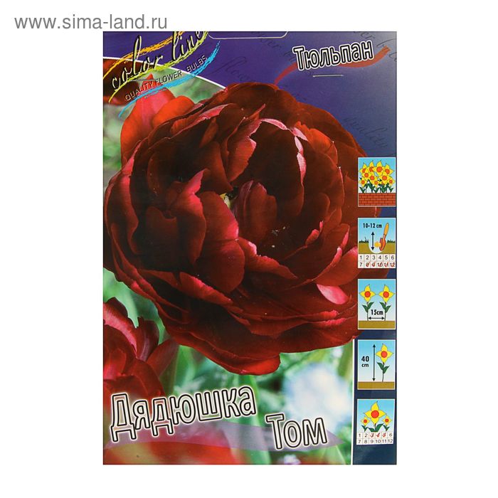 Дядюшка том тюльпан фото Дядюшка том тюльпан фото