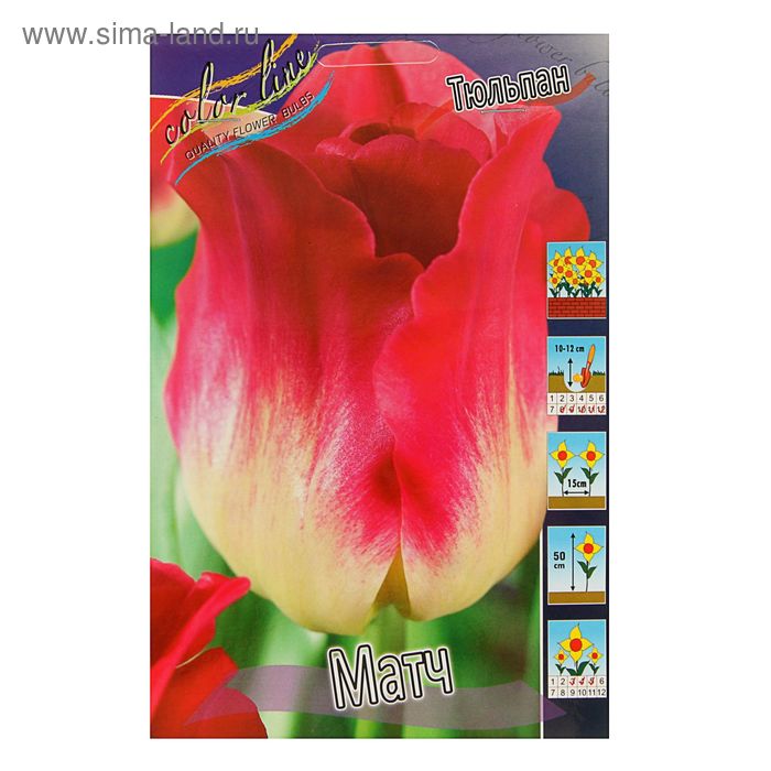 Тюльпан Стронг Ред (Strong Red) - "Эксперт Сад"