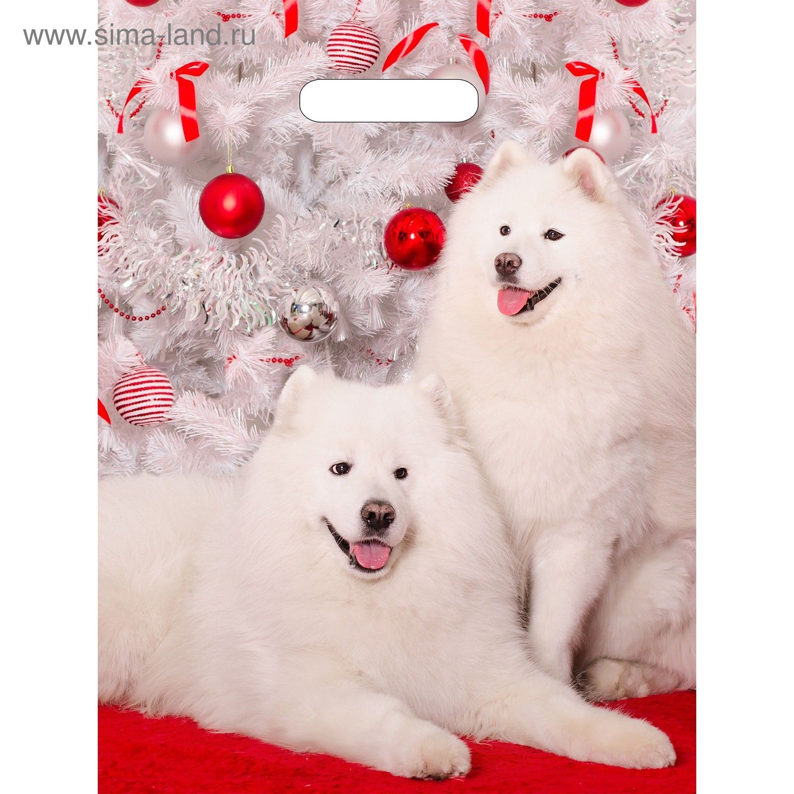 Самоед собака нг. Самоед с новым годом. Самоедская собака. Хаски новый год. Самоед санта.