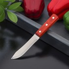 Нож для мяса и стейков Доляна «Мачете», лезвие 10 см - фото 10271859