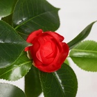 Куст искусственный «Роза кустовая», с горшком, h=120 см, МИКС - Фото 3