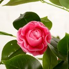 Куст искусственный "Роза кустовая" с горшком, 120 см, микс - Фото 5