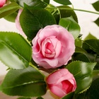 Куст искусственный «Роза кустовая», с горшком, h=120 см, МИКС - Фото 8