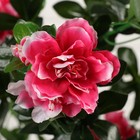 Куст искусственный "Цветы шиповника" 120 см, микс - Фото 8