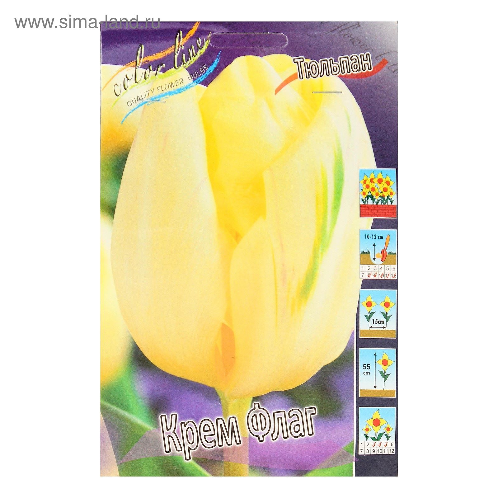 Луковицы тюльпанов (детки) CREME FRAICHE 250 грамм - купить в интернет-магазине