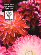 Семена Астра "Букетная", букетная, 0,3 г - фото 40370857