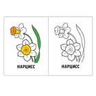 Раскраска «Цветы», 16 стр. - Фото 3