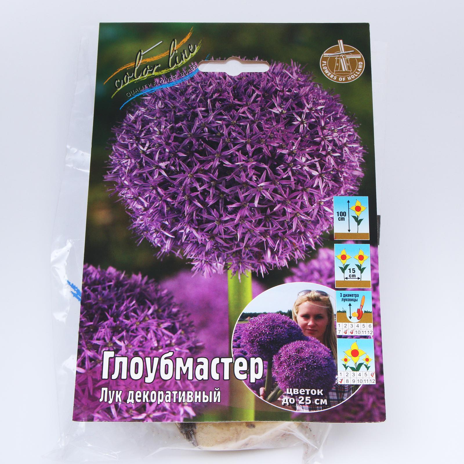 Look at this Dormant Allium Globemaster Bulb - Set of Three on #zulily today! Sp