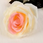 Цветы искусственные "Роза Бурито" 13*120 см, кремовая - Фото 2