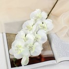 Цветы искусственные "Орхидея молди" 9х66 см, белый - фото 8594312