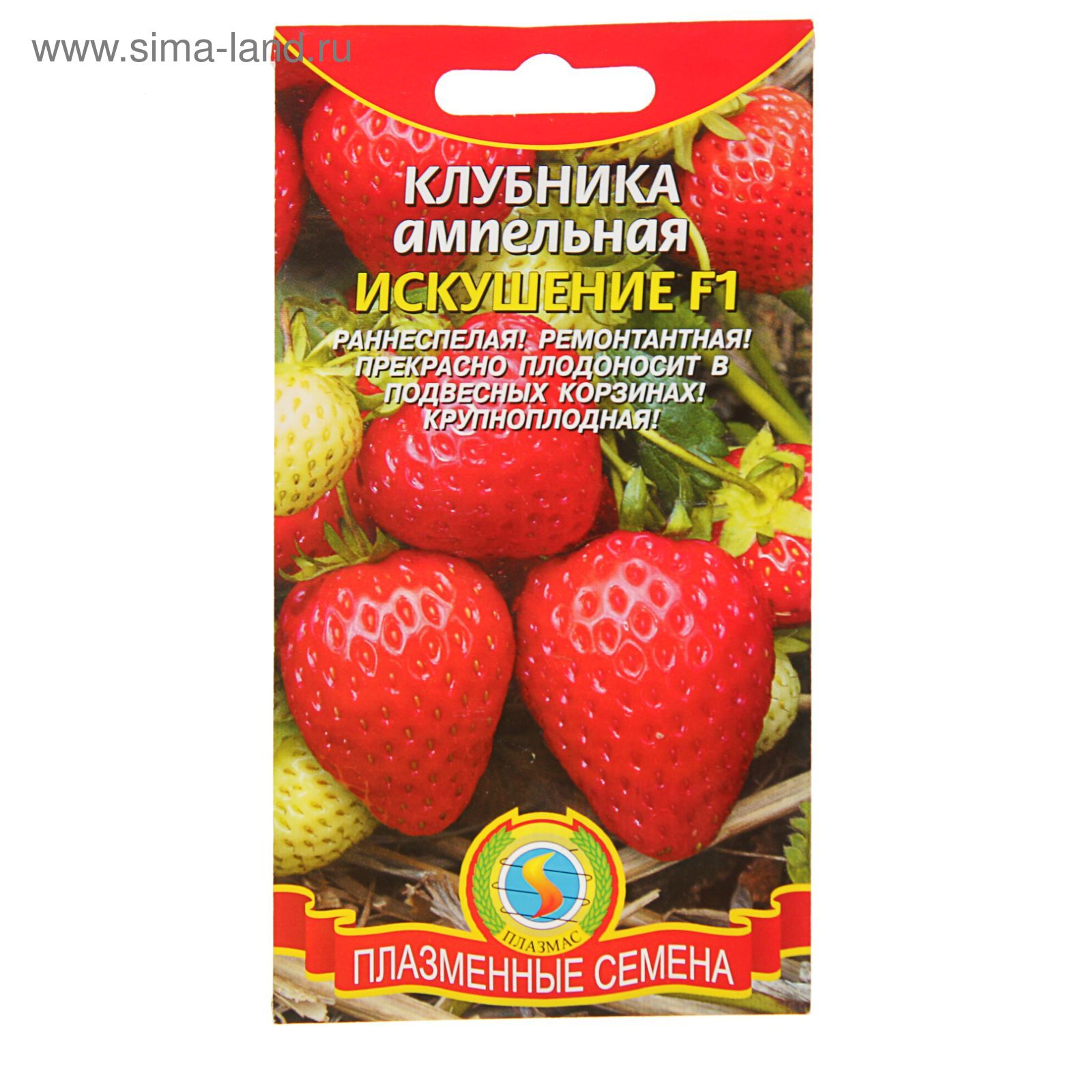 Клубника искушение фото описание Клубника искушение фото описание