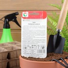 Семена Томат "Сибирские шаньги", среднеранний, индетерминантный,высокорослый, 20 шт - Фото 2