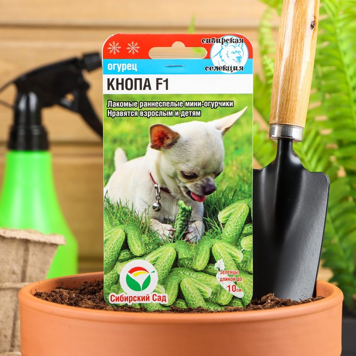 Семена Огурец "Кнопа" F1, раннеспелый, партенокарпический, 7 шт - Фото 1