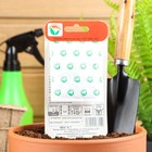 Семена Морковь "Сентябрина", 2 г - Фото 2