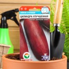 Семена Свекла "Цилиндра улучшенная", 2 г - Фото 1