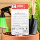 Семена Свекла "Цилиндра улучшенная", 2 г - Фото 3