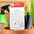 Семена Тыква "Медовая крошка", 5 шт - Фото 3