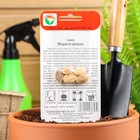 Семена Тыква "Медовая крошка", 5 шт - Фото 4