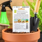 Семена Морковь «Медовая», 2 г, «Аэлита» - Фото 2