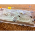 Муравьиная ферма Ponerinae-Nest Medium - Фото 6