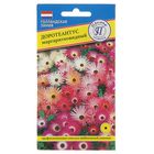 Семена цветов Доротеантус маргаритковый Смесь, О, 0,1 г - Фото 1