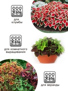 Семена цветов Колеус «Радуга - Фестиваль танца», F1, 10 шт., «Престиж семена» - Фото 4