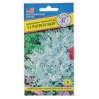 Семена цветов Цинерария "Серебряная пыль", О, 100 шт - Фото 3