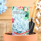 Семена цветов Цинерария "Серебряная пыль", О, 100 шт - Фото 1