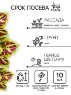 Семена цветов Колеус "Фейерверк" Мозаика F1, О, 10 шт - Фото 2