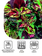 Семена цветов Колеус "Фейерверк" Мозаика F1, О, 10 шт - Фото 3