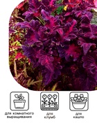 Семена цветов Колеус "Черный дракон" F1, О, 10 шт - Фото 2