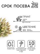 Семена цветов Лагурус «заячий хвостик», однолетник, 10 шт. - Фото 2