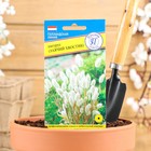 Семена цветов Лагурус (заячий хвостик), О, 10 шт - Фото 1