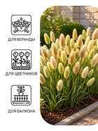 Семена цветов Лагурус «заячий хвостик», однолетник, 10 шт. - Фото 3