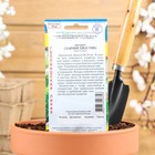 Семена цветов Лагурус (заячий хвостик), О, 10 шт - Фото 2