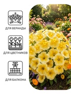 Семена цветов Петуния ампельная крупноцветковая «Лавина. Жёлтая звезда», F1, драже 5 шт., однолетник, «Престиж семена» - Фото 3
