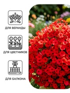 Семена цветов Петуния ампельная крупноцветковая «Лавина» F1, пурпурная, драже, 10 шт. - Фото 3